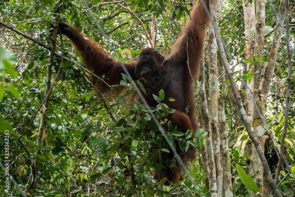 Obraz Orangutanes, Borneo