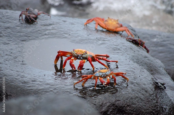 Obraz Red lightfoot crabs on black stone, Galapagos.