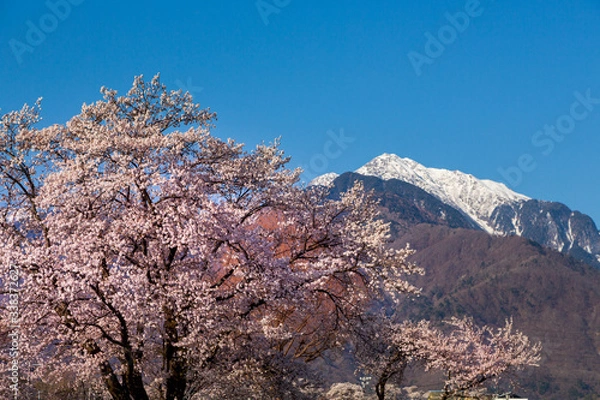 Fototapeta 山梨県北杜市から雪の南アルプスと桜