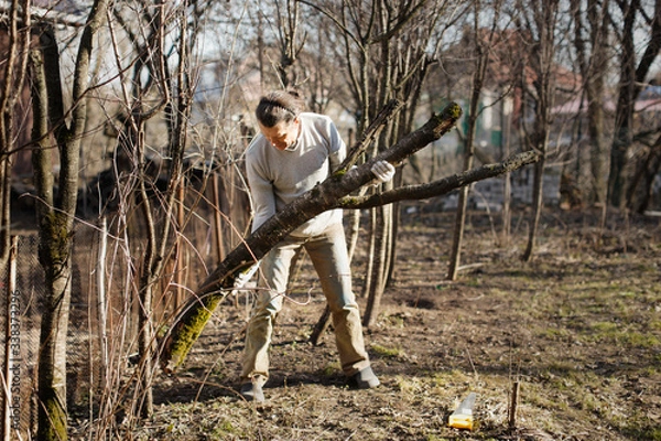 Obraz man cleans old trees, stumps in the backyard