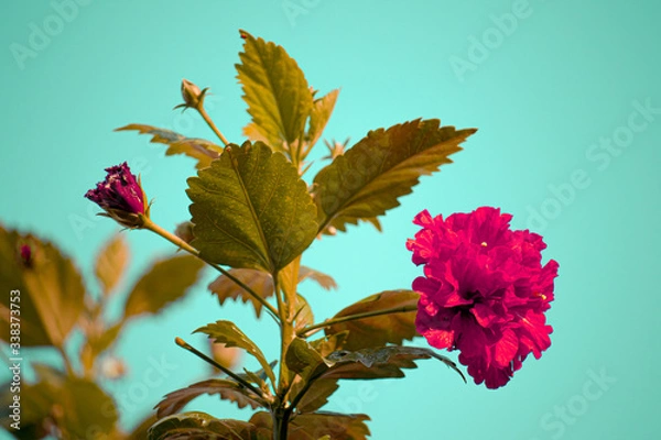 Obraz RED Hibiscus FLOWER WITH BACKGROUND