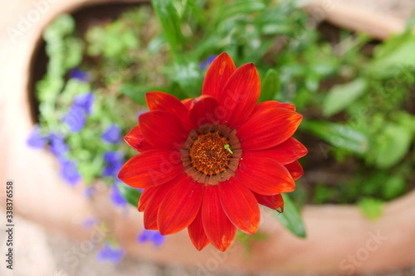 Obraz A beautiful red flower in the garden