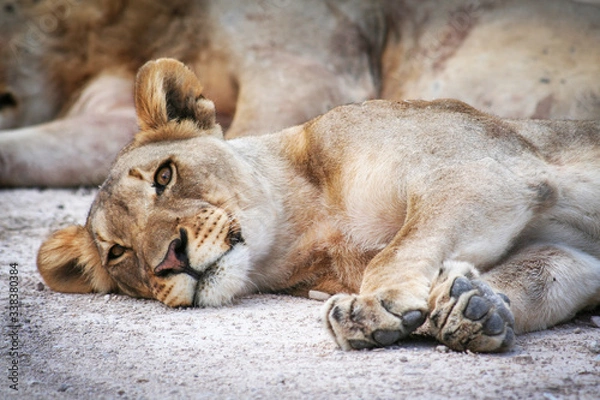Fototapeta Lioness sleeping in the shade