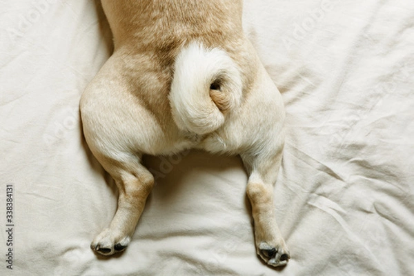 Fototapeta The tail and paws of a beige pug dog. The dog lies on a bed with light bedding. The concept of a cozy home with pets.