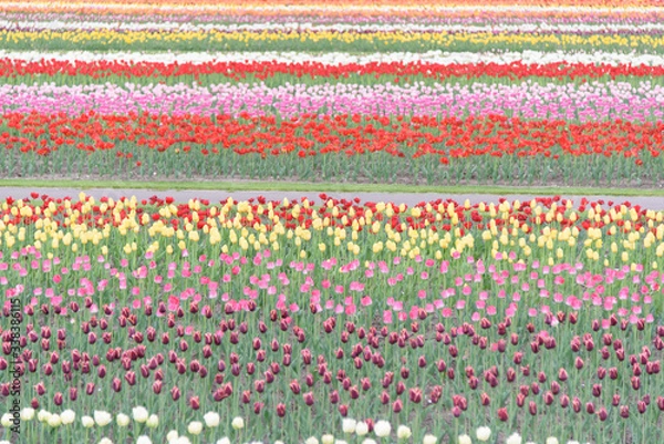Fototapeta 北海道のチューリップ畑