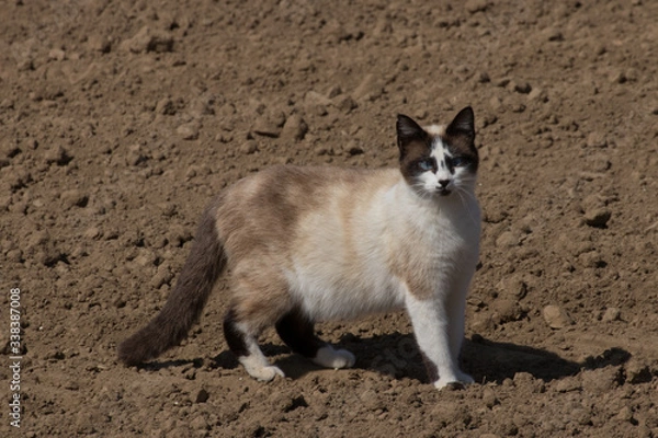 Obraz a cat walks on freshly plowed ground in search of prey