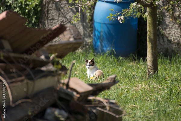Obraz a cat is sitting near a landfill waiting for prey