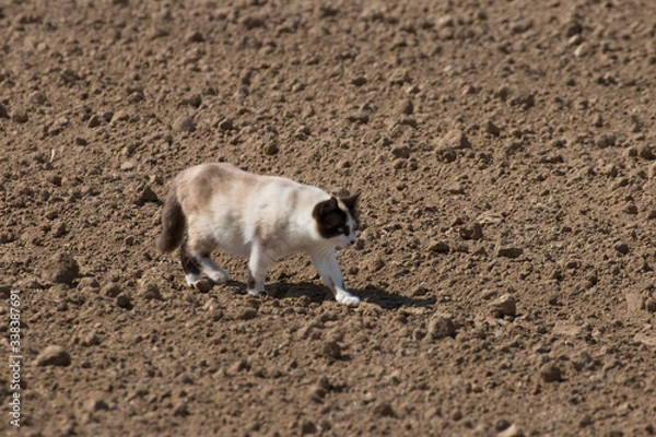 Obraz a cat walks on freshly plowed ground in search of prey