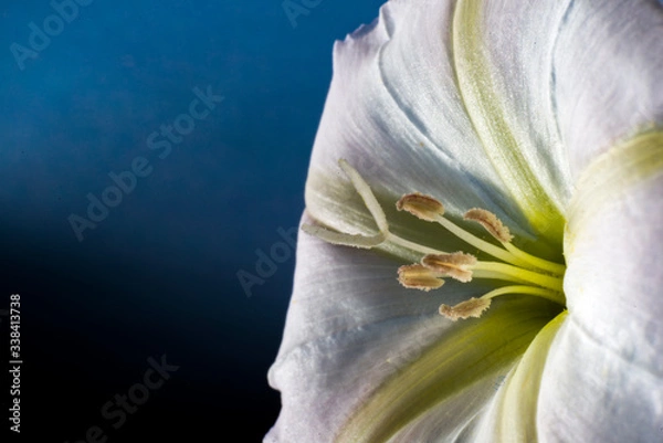 Obraz Macro of flower at the studio