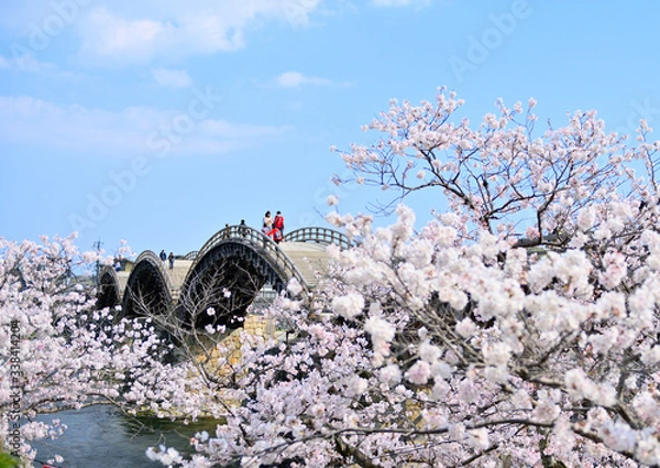 Obraz 満開の桜と錦帯橋