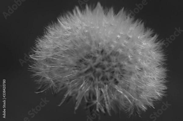 Obraz Dandelion in the evening light.