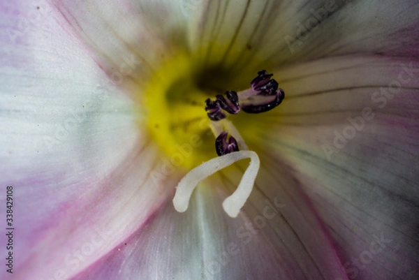 Obraz Macro of flower at the studio