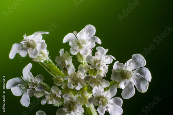 Obraz Macro of flower at the studio