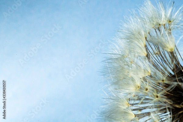 Obraz Macro of flower at the studio