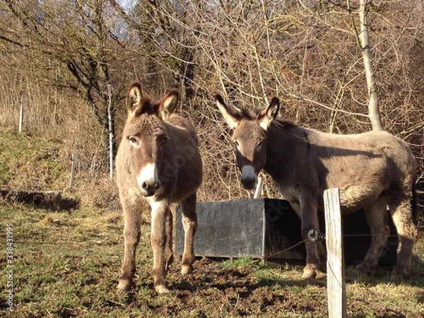 Obraz Donkeys