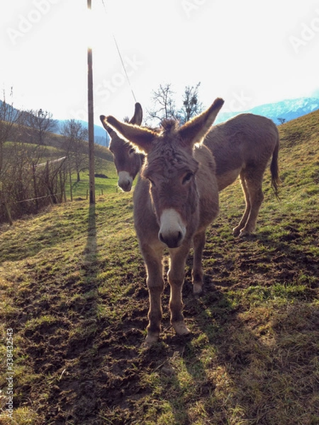 Obraz Donkeys