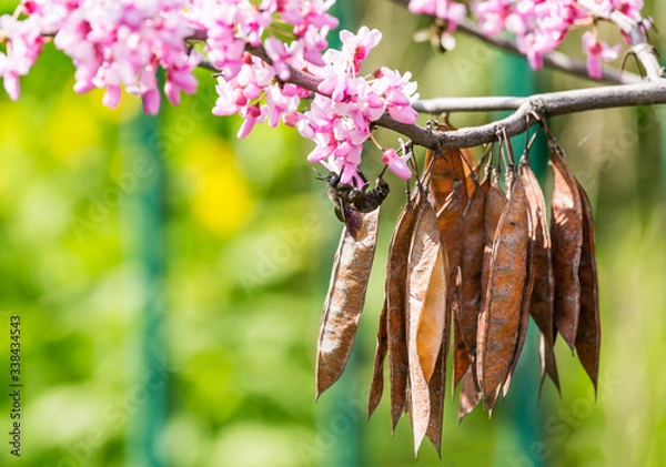 Obraz Cercis siliquastrum or Judas tree, ornamental tree blooming with beautiful deep pink colored flowers in the spring. Eastern redbud tree blossom. Old seed pods and black bumblebee on flowers.