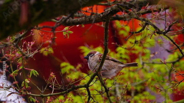 Obraz 桜の木にとまるすずめ