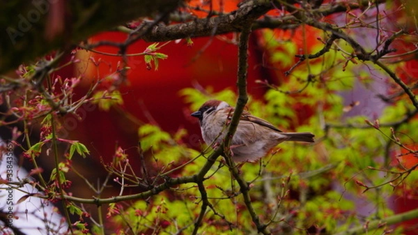 Obraz 桜の木にとまるすずめ