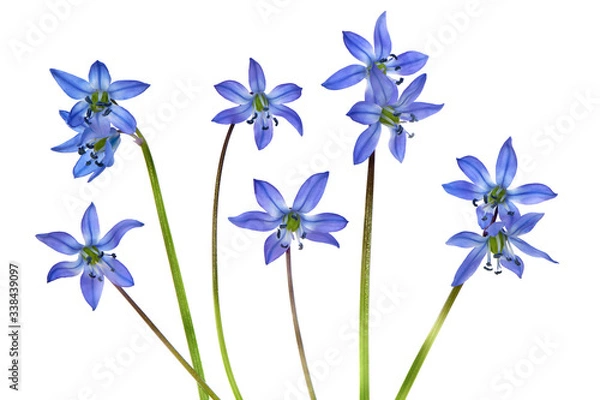 Fototapeta Anemone hepatica