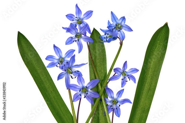 Fototapeta Anemone hepatica