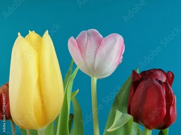 Obraz red yellow tulip