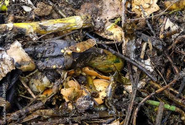 Fototapeta Leopard slug moves over fresh organic garden compost  Natural, outdoor image with rotting vegetable matter, crushed eggshells, stalks, woody material and torn cardboard. Textured close up. 