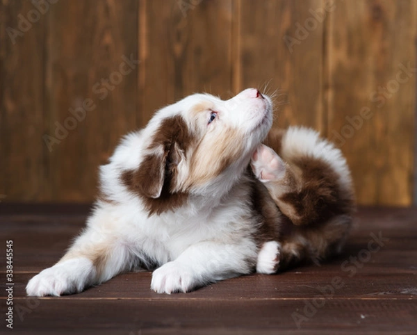 Fototapeta Fluffy puppy scratches itself with its paw lying on the floor at home