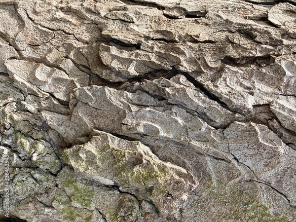 Obraz wooden tree texture background. tree bark wallpaper. light brown pine tree bark background pattern 