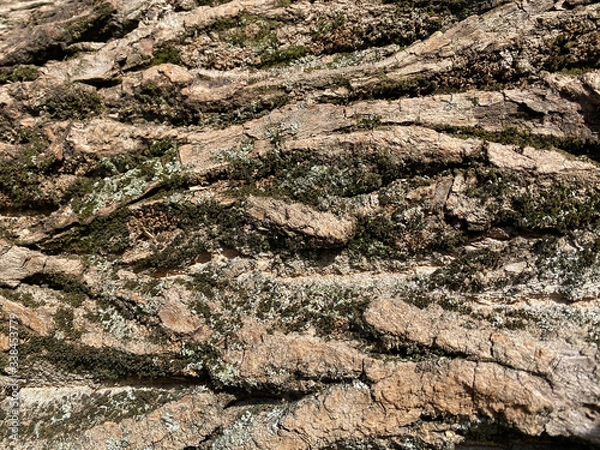 Obraz wooden tree texture background. tree bark wallpaper. light brown pine tree bark background pattern 