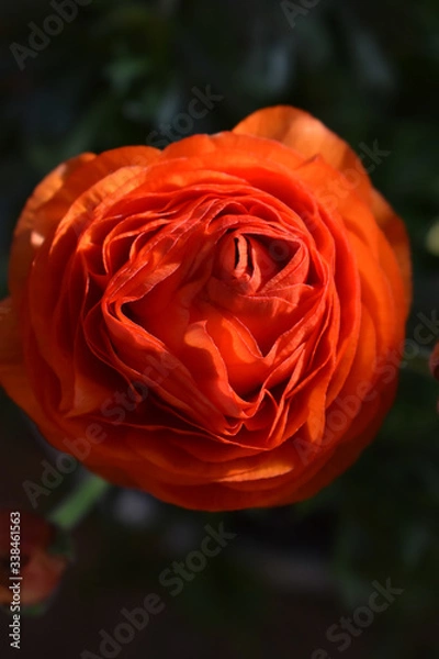 Obraz Single orange bloom