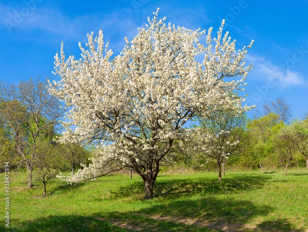 Obraz Cherry-wood in full blow. In orchard. Flowering Cherry tree