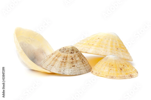 Obraz Common limpets (Patella Vulgata)