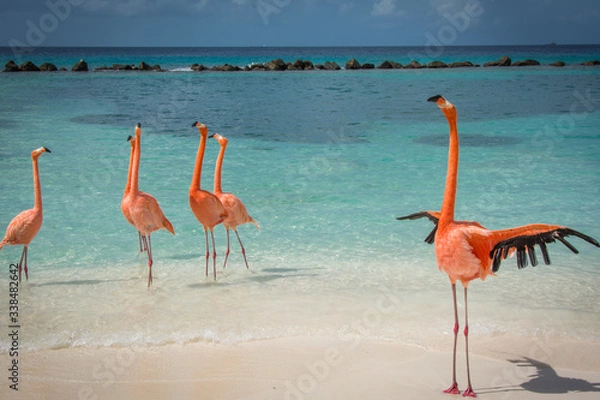 Fototapeta Flamingi na plaży na Arubie