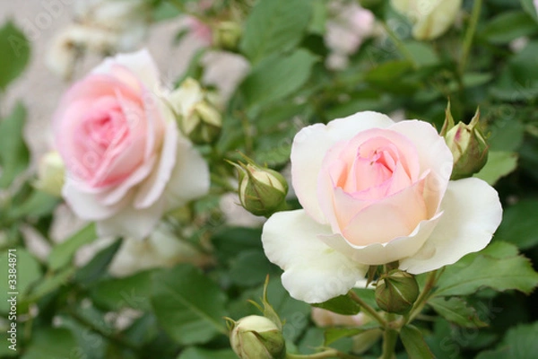 Fototapeta Rosenstrauch