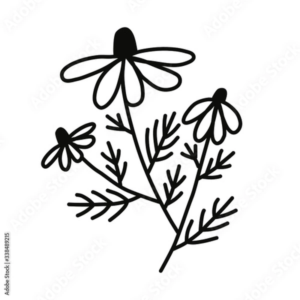 Obraz Wild flower on a white background. Simple vector illustration.
