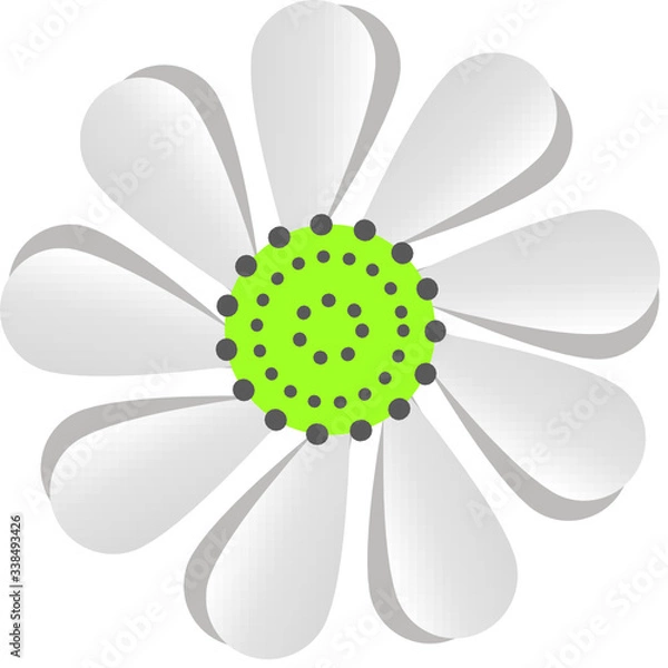Obraz daisy flower isolated on White vector