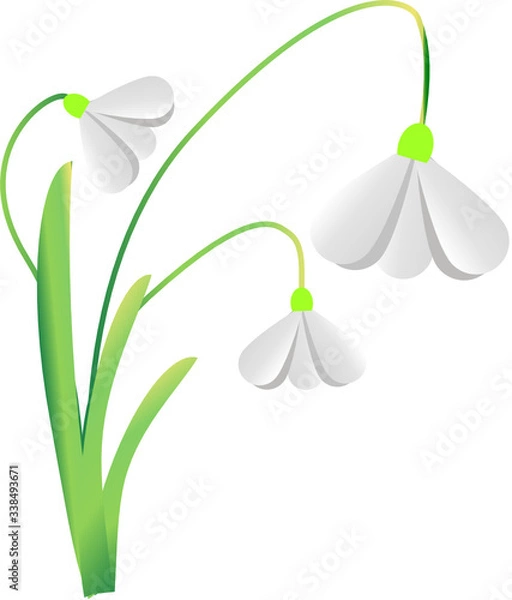 Obraz Snowdrop Galanthus vector