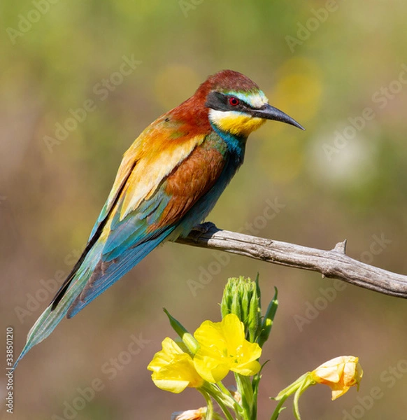 Fototapeta European bee-eater, merops apiaster. Bird sits on a dry branch near a beautiful flower