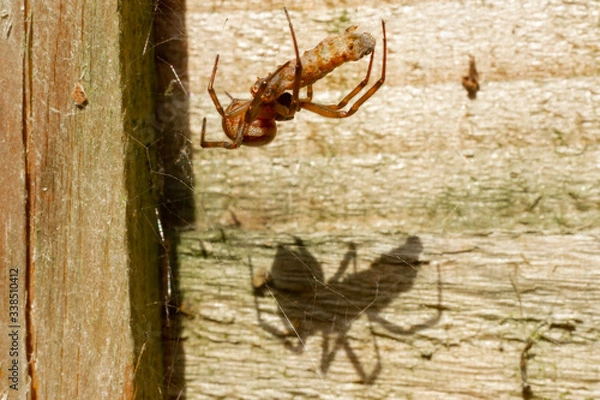 Obraz Spider feasting on an insect, with large shadow