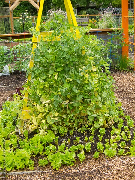 Obraz Pea trellis in vegetable garden built with w yellow tower with pea plants tied up for growing food.
