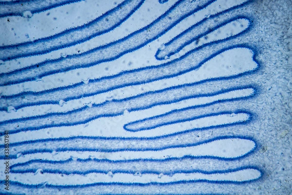 Fototapeta Microscopic image of mushroom (cross-section) 