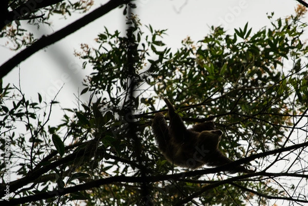 Obraz Sloth being blown away in tree