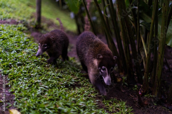 Obraz Two white-nosed coatis, costa rica