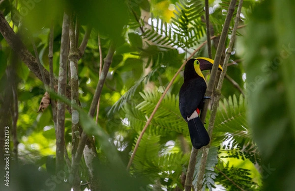 Obraz Black-mandibled toucan looking away, close-up
