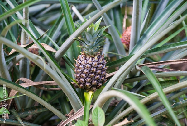Obraz Wild pineapple growing