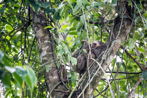 Fototapeta Two-toed sloth relaxing in tree