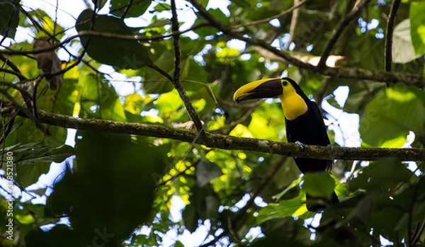 Fototapeta Black mandibled toucan on tree branch, close-up side profile with copy space