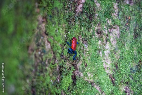 Obraz Blue jean frog on tree trunk, close up