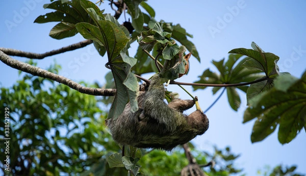 Obraz Sloth eating flower, side profile